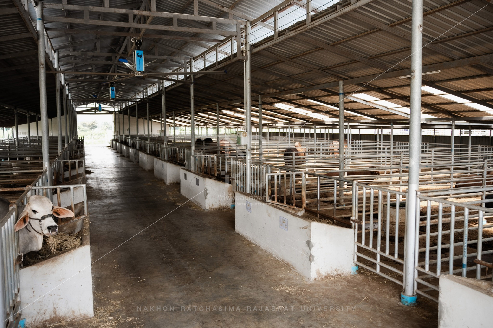 YZ Beef Cattle Farm in Si Khio District (18)